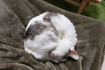 猫咪肺积水有什么症状
