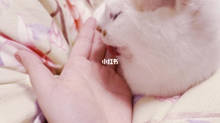 这只小黑猫的颜，我能嗑一年 小黑猫是