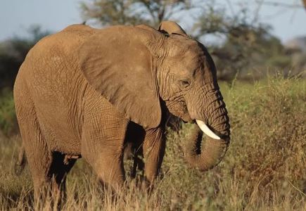 猛犸象VS非洲象体型谁更大史前猛犸象略胜一筹达7吨
