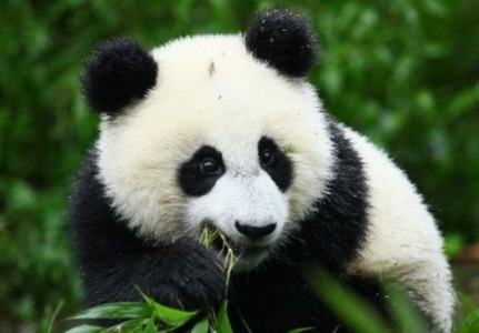 地球上十大最萌动物排行榜 大熊猫就不用多介绍了