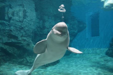 宽吻海豚的性格特征与灵长动物相似是怎么回事？