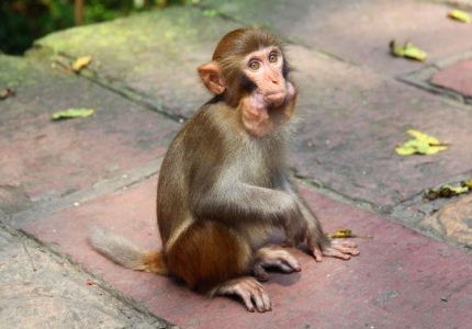 地球上最小的猴子是怎么回事？侏儒眼镜猴体长仅