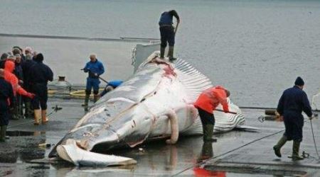 地球上最大的鲸鱼是怎么回事？蓝鲸33米181吨心