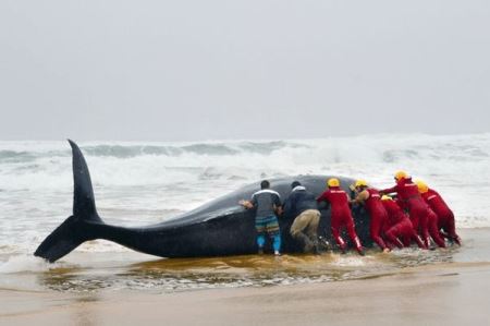 89头领航鲸在苏格兰海滩上集体搁浅死亡