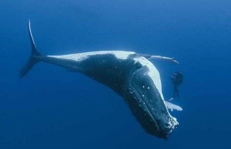 深海里的生物越深越可怕深海里可怕的十大生物