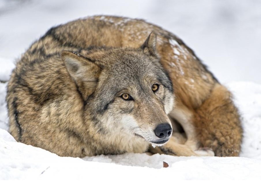 物种学家正在密切关注一只正在越界游荡的稀有墨西哥灰狼