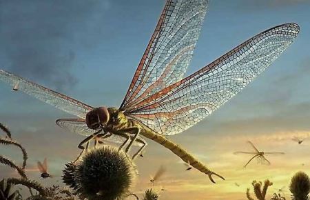 大团扇春蜓：蜻蜓界里的大型飞行者腹部长度60毫米