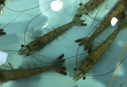 深海热泉铠甲虾生存在海洋底部形态特殊