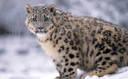 远东豹：一种数量稀少的大型寒带花豹国内仅剩10只