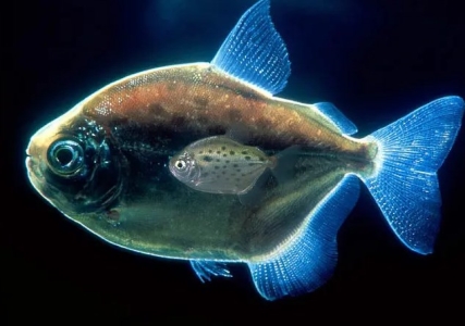 深海里真的有美人鱼吗？