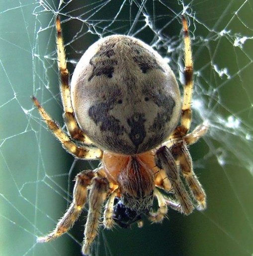 研究描述了48种新蜘蛛