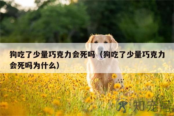 狗吃了少量巧克力会死吗？狗吃了少量巧克力会死吗？为什么