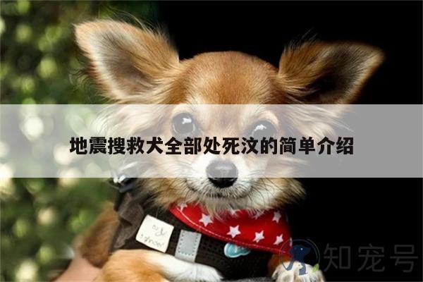  地震搜救犬全部处死汶的简单介绍