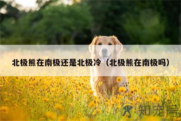  北极熊在南极还是北极冷北极熊在南极吗？