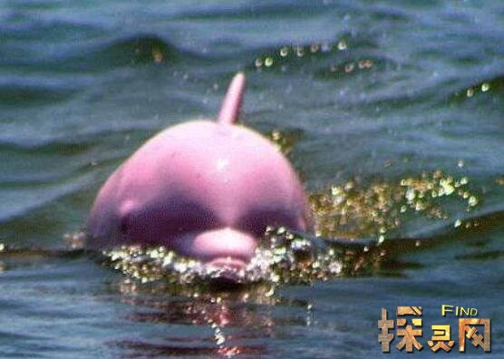 红瓶鼻海豚灭绝了没，全球仅剩14只左右属于频危级别