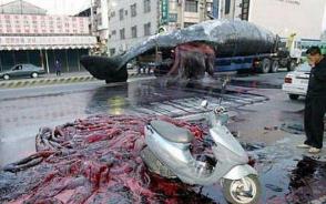 台南抹香鲸爆炸事件是怎么回事？鲸鱼腐败爆炸内脏横飞超血腥
