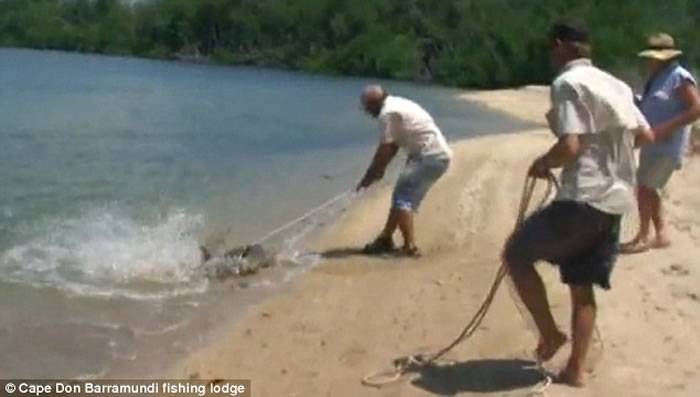 澳洲一群钓鱼人士在岸边钓起一条鲨鱼有鳄鱼靠近想抢走猎物
