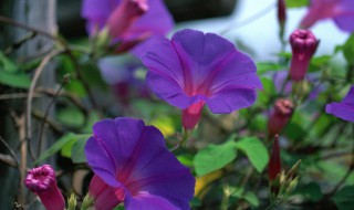 牵牛花生长过程（牵牛花生长过程图片）