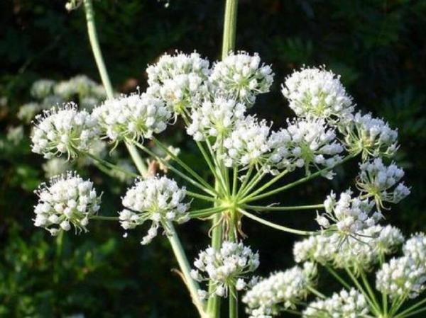 世界十大剧毒植物排行榜：蓖麻曾是一战化学武器