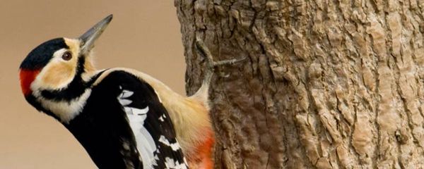 啄木鸟的动物美称是什么？